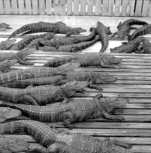 A view of some of the alligators within the reserve in the 1970s.