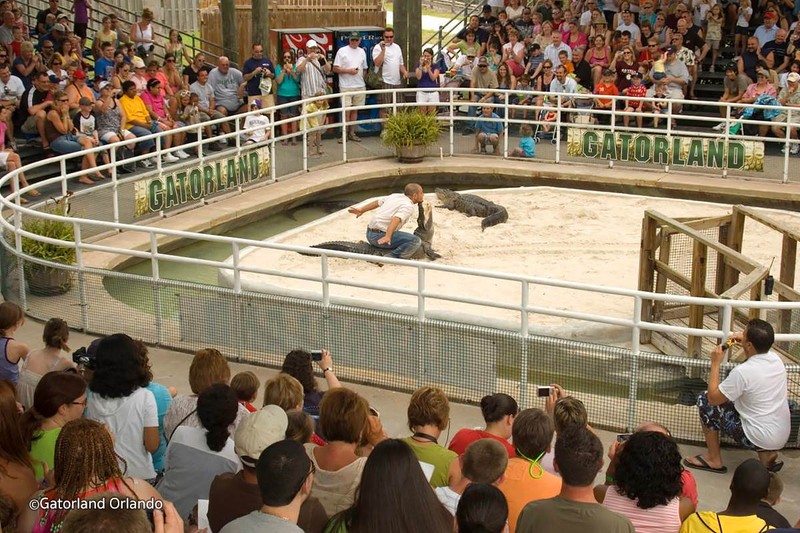 Recent photo of a show Gatorland provides for visitors.