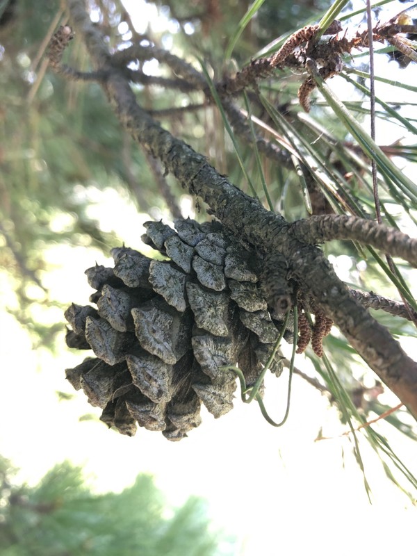 Natural material, Branch, Larch, Twig