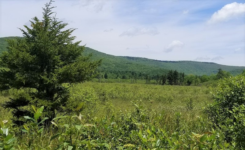 The small cranberry plants are common to many North American bogs and this area was once harvested for the fruit that grows on these plants. 