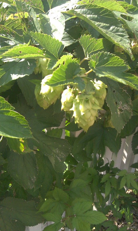 Hops cones at MLSP. These herbs have been used for different purposes through history.