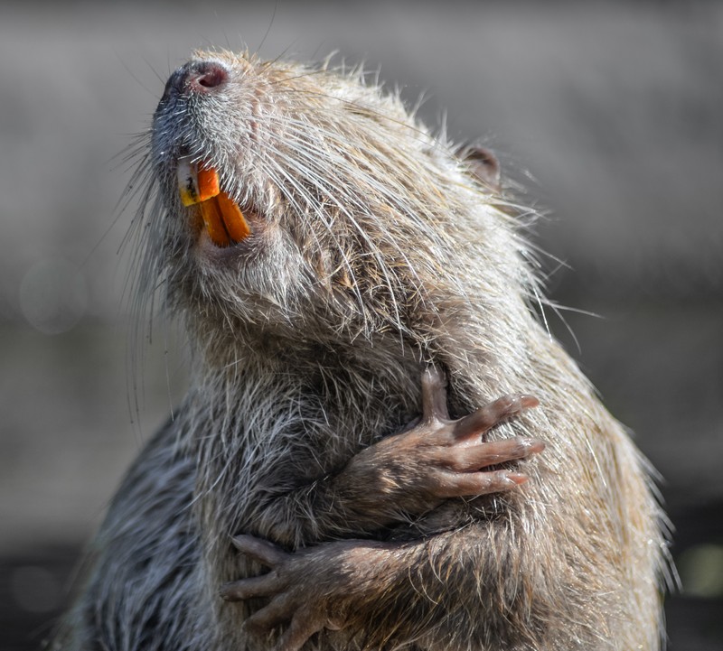 Laughing nutria