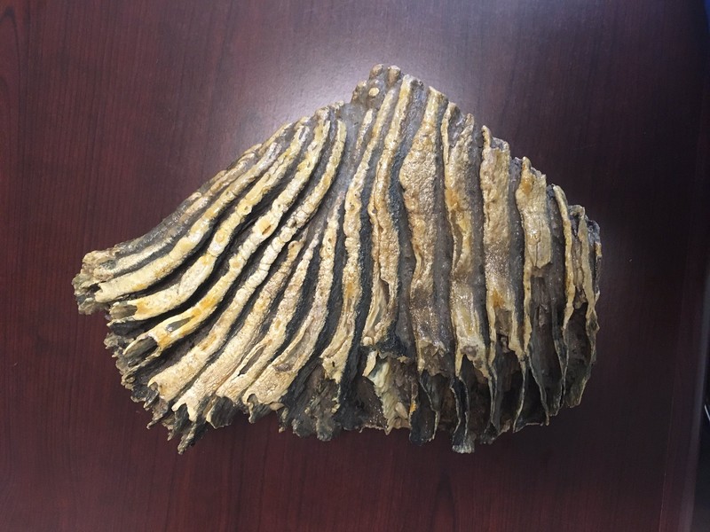 Mammoth Tooth, Paleo Period- 15000 BC through 9000 BC . The biggest grinding teeth in all of the animal kingdom