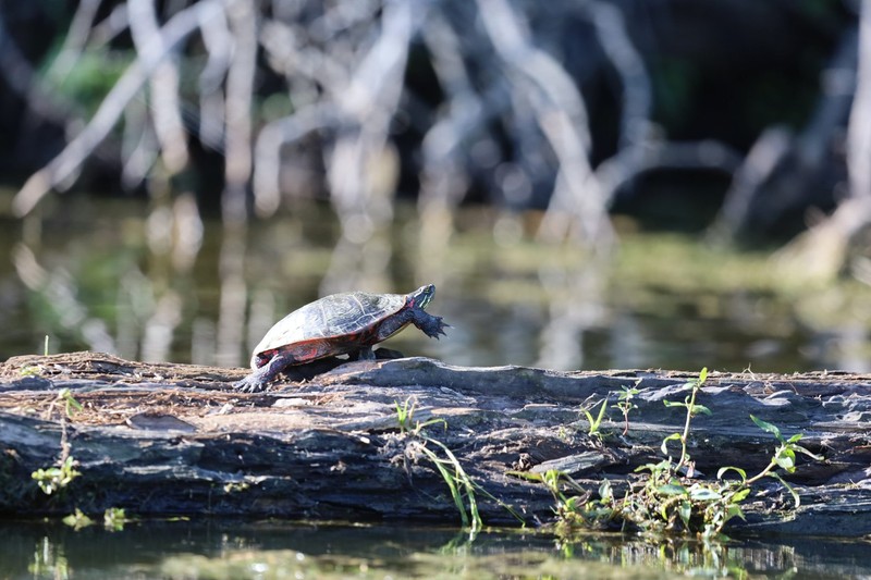 Water, Vertebrate, Reptile, Nature