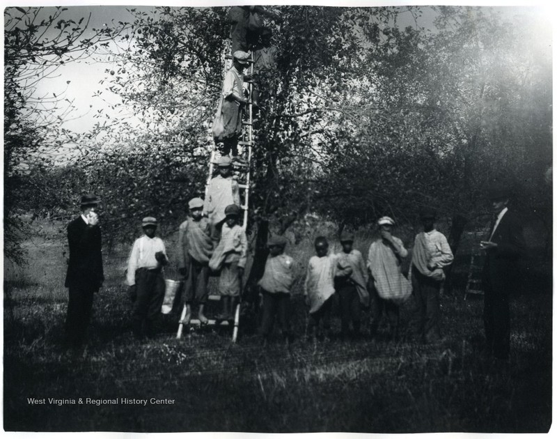 Boys of the Colored Orphans Home picking apples