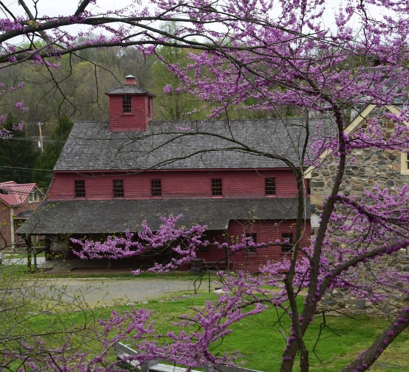 Image of the back side of the Grist Mill in the spring, taken through trees with bright purple blossoms.