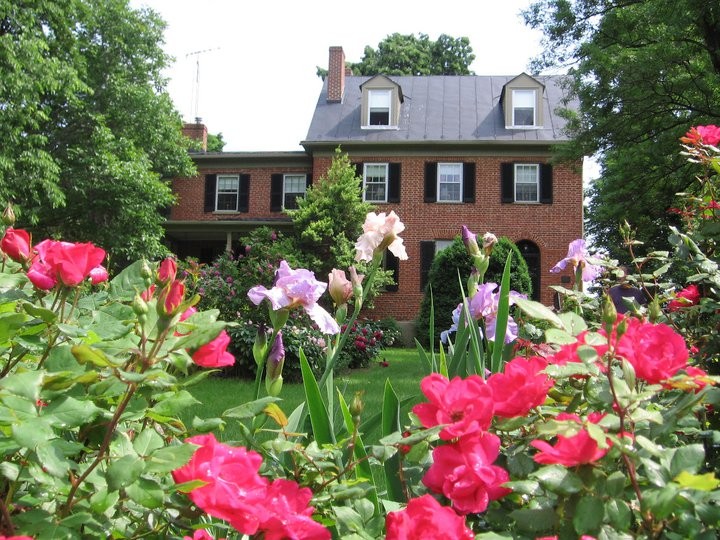 Plant, Window, Shrub, Flower