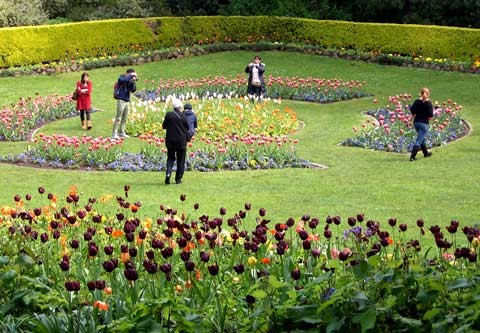 Queen Wilhelmina Tulip Garden in Golden Gate Park, San Francisco