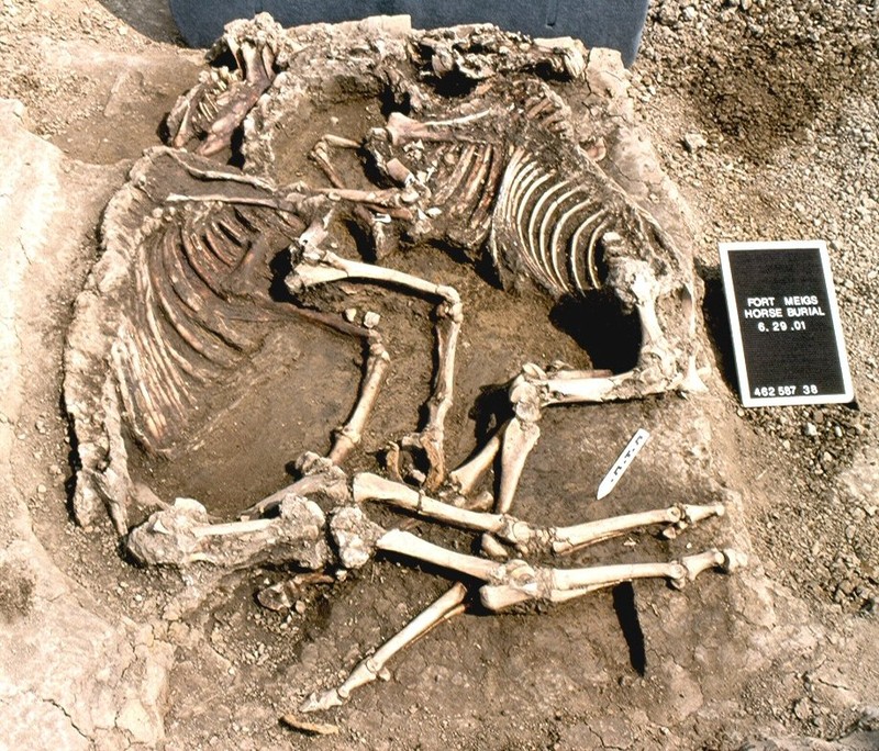 On display in the conflict area of the museum, visitors can see the two horse skeletons found on Fort Megs's ground. 