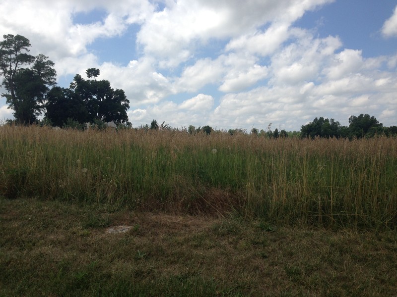 Ray Cornfield where troops traveled through in early morning hours of Aug. 10, 1861