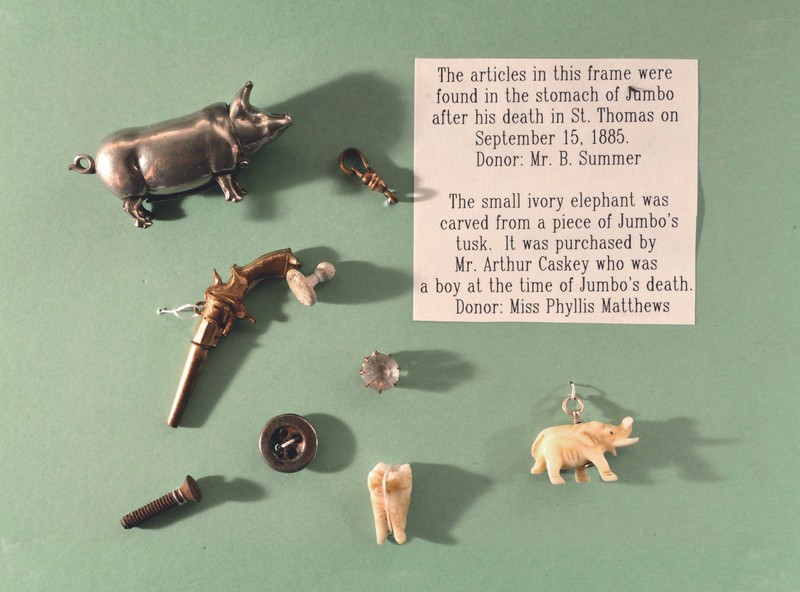 Domestic pig, Working animal, Bovine, Livestock