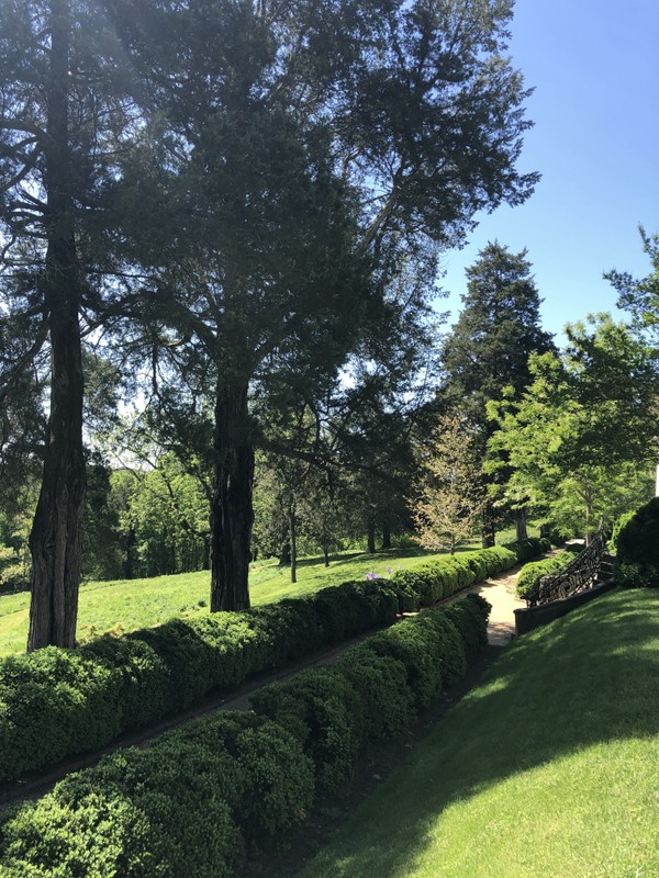 Row of cedars