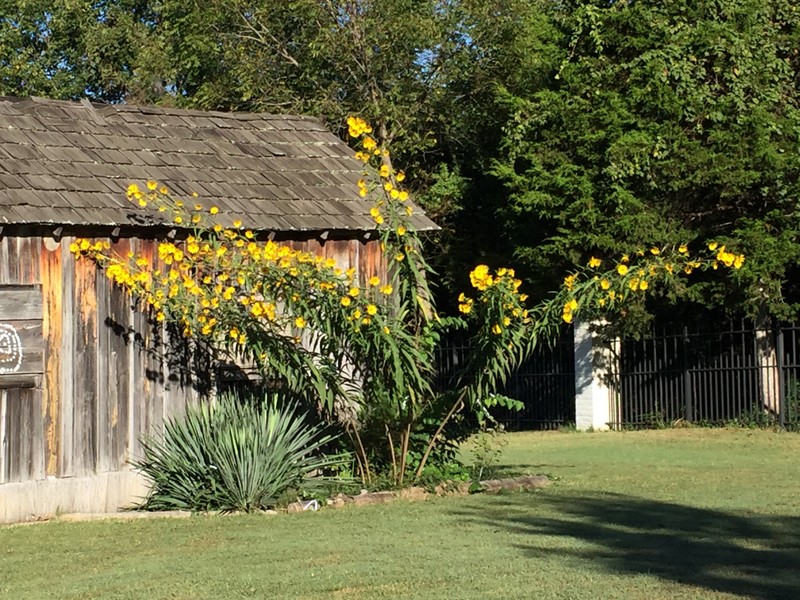 Grass, Plant, Shrub, Garden