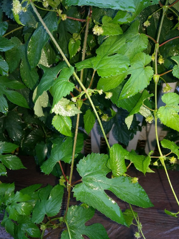 Hops buds at MLSP. Each bud will grow into a cone.