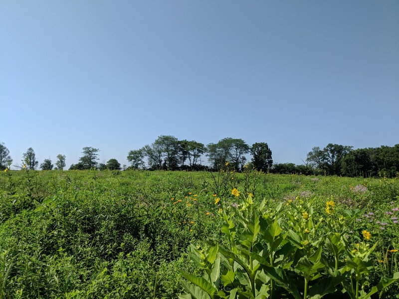 View of Buffalo Trace Prairie