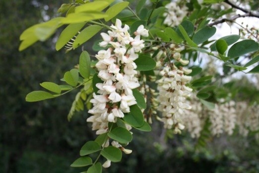 Black Locust Flowers