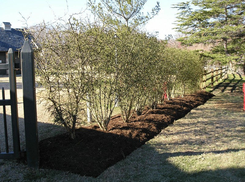 Restored Hardy Orange Hedge, 2016