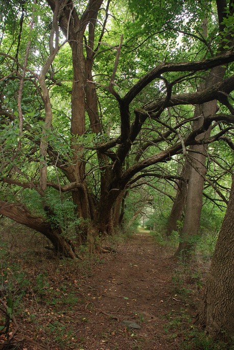 Trail through hedgerow of old Osage Orange trees