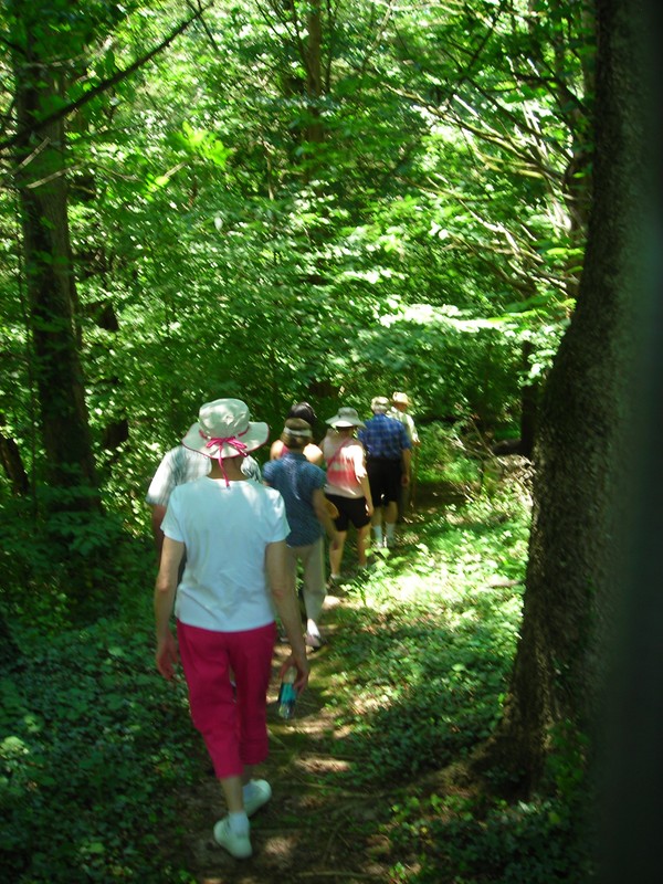 Woodland Hike walk