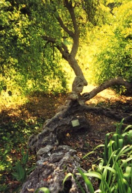 Reclining Pomegranate Tree