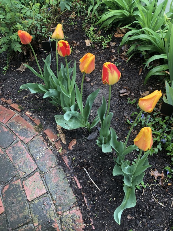 Tulips in bloom