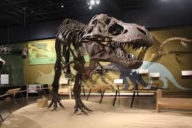 The museum displays skeletons such as this T-Rex and many other specimens and artifacts.