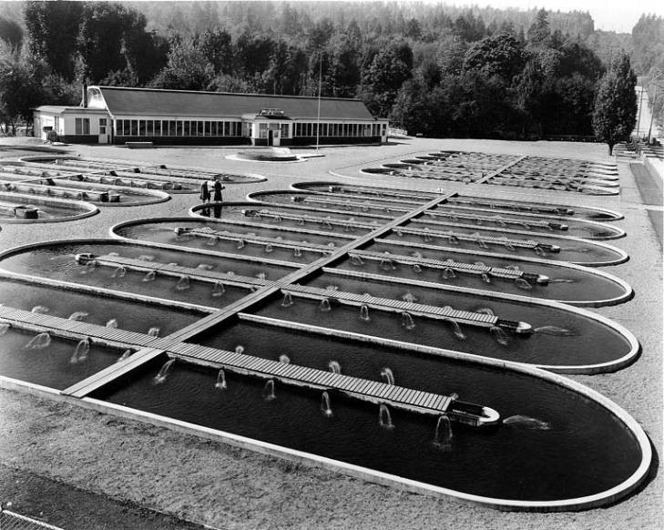 Issaquah Fish Hatchery circa. 1936