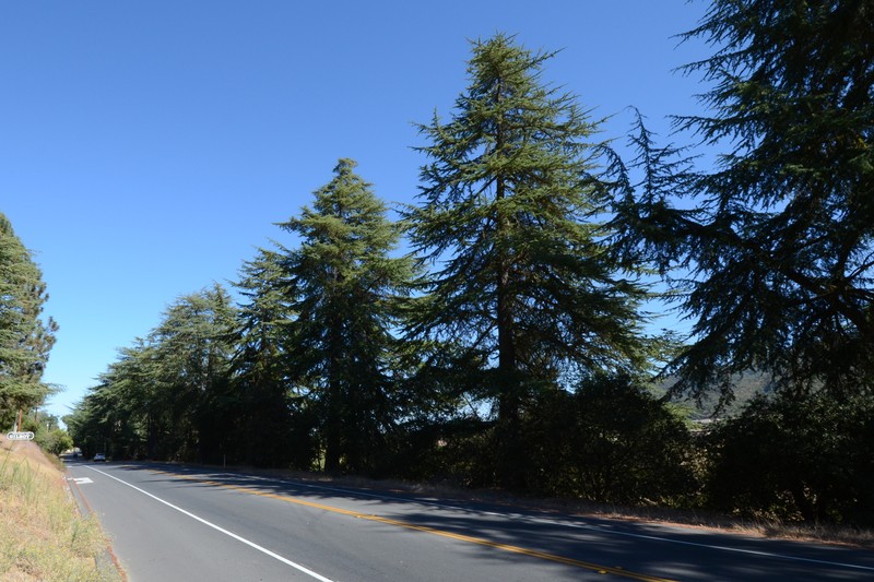 A few of the majestic deodar cedars that comprise Tree Row along Highway 152.