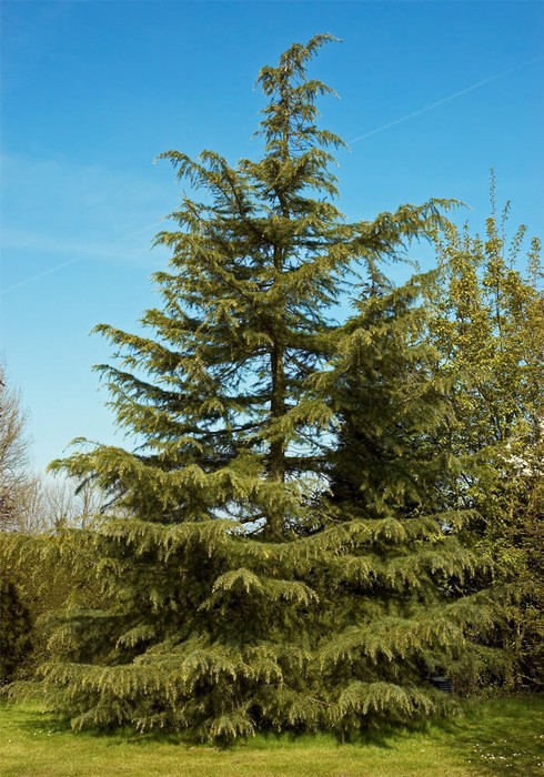 It's easy to see from this photo why the deodar cedar is referred to as a "living Christmas tree."