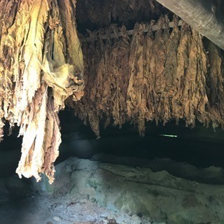 Tobacco that is hung or "looped" onto sticks that was kept in the curing barn. These sticks of looped tobacco were stacked high throughout the structure, sitting over a furnace during the curing process.
