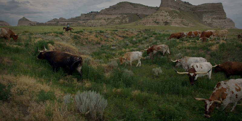 Our longhorn herd out grazing! 