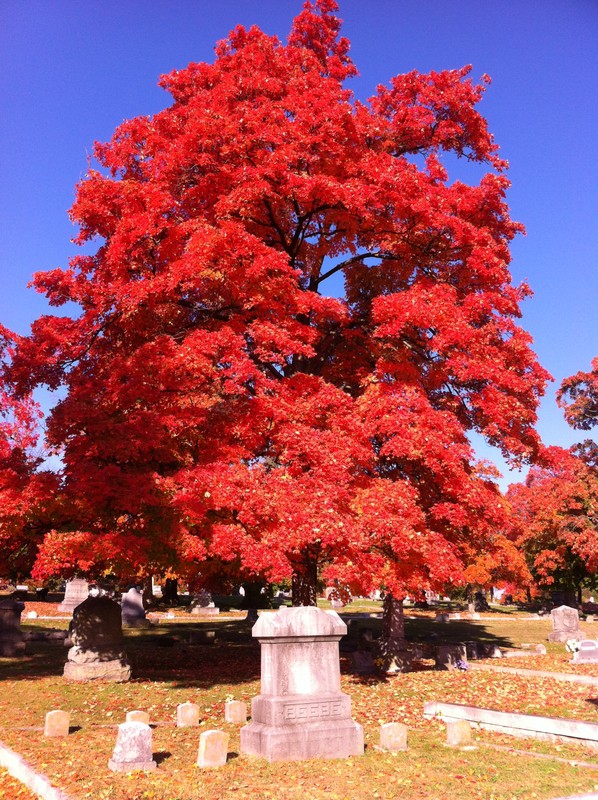 Park Cemetery is full of old trees and is a great spot to view fall color that Carthage is known for throughout the region. An annual festival (3rd Saturday of October) is called Maple Leaf Festival and takes place throughout town.