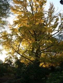 Gingko tree in December