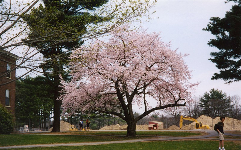 Plant, Flower, Sky, Tree