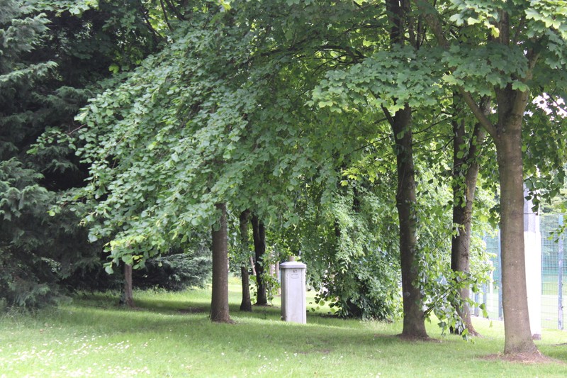 Plant, Green, Natural landscape, Shade