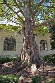 The dawn redwood located on the grounds of the Palo Alto Post Office.
