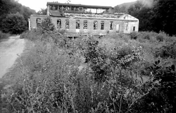 Plant, Building, Window, Tree