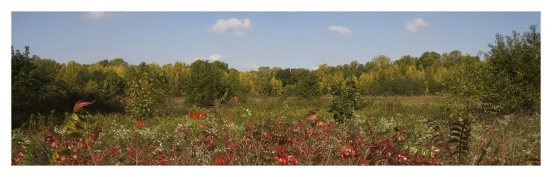 One of many grasslands within the arboretum.
