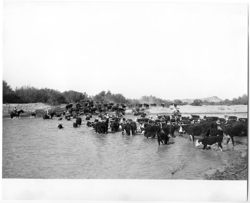 Water, Sky, Working animal, Lake