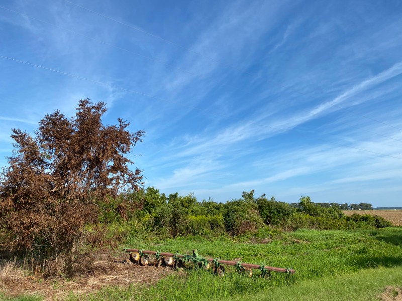 Cloud, Sky, Plant, Natural landscape