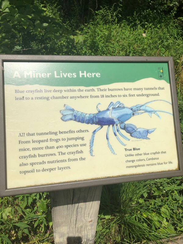 Blue Crayfish