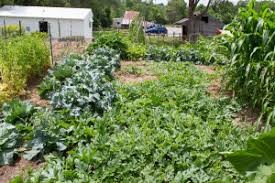The heritage garden with produce grown before 1900