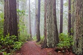 Redwood trees are the tallest living things on earth.
