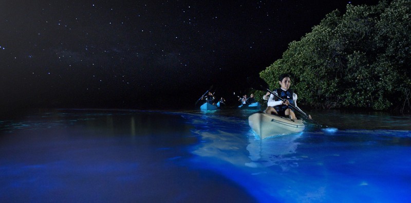 In Mosquito Bay, visitors can participat in various activities. The most famous is kayaking in the bioluminescent waters. 