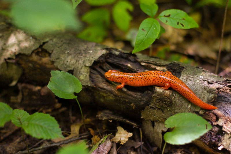 Salamanders are a common find at Powdermill, where water sources and forest habitats are healthy. The red salamander is among the most striking. Photo by Pamela Curtin, PNR