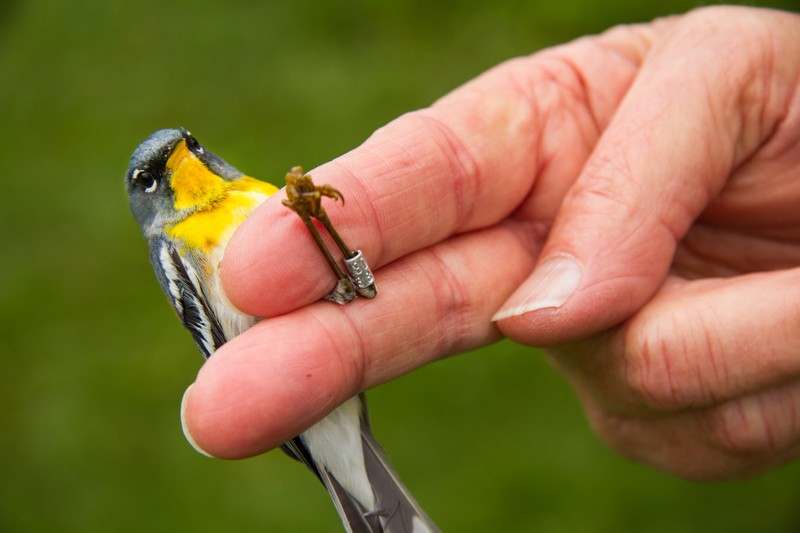 At Powdermill Avian Research Center, a Northern Parula shows off its new "jewelry" - a small metal band with a identifying number. Bird banding data can track migration and changes in bird populations. Photo by Pamela Curtin, PNR