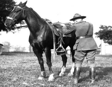 The horses had to be trained to not bolt while gun fire was taking place