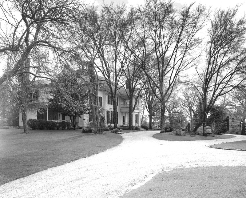 Elm Trees, undated