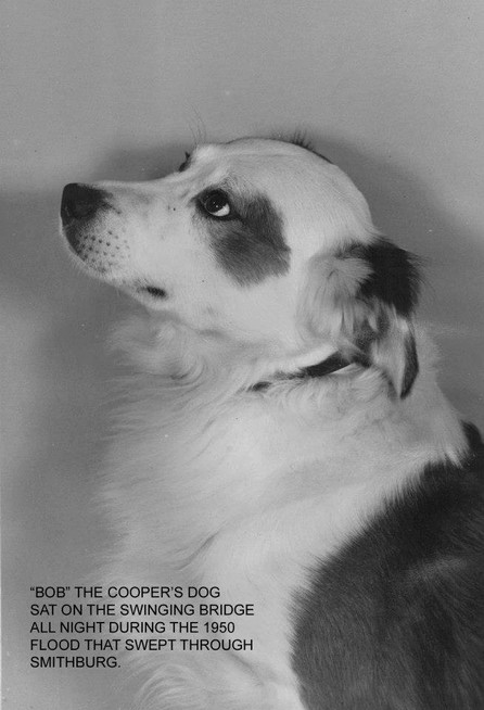 Bob the dog rode his family's house down Middle Island Creek with his owners until it hit a bridge. The family, but the father Phil, drowned. He assumed Bob also perished. After the flood, Bob was reunited with Mr. Cooper. Bob lived a long life.