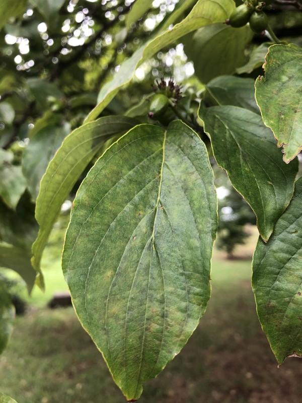 Terrestrial plant, Natural material, Plant, Twig